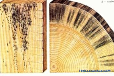Schutz von Holzkonstruktionen vor Fäule und Pilzen: Empfehlungen